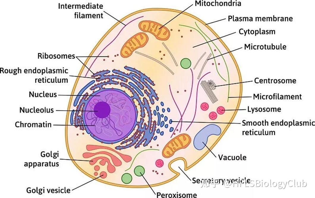 【国际生物】细胞结构 cell structure 10 
