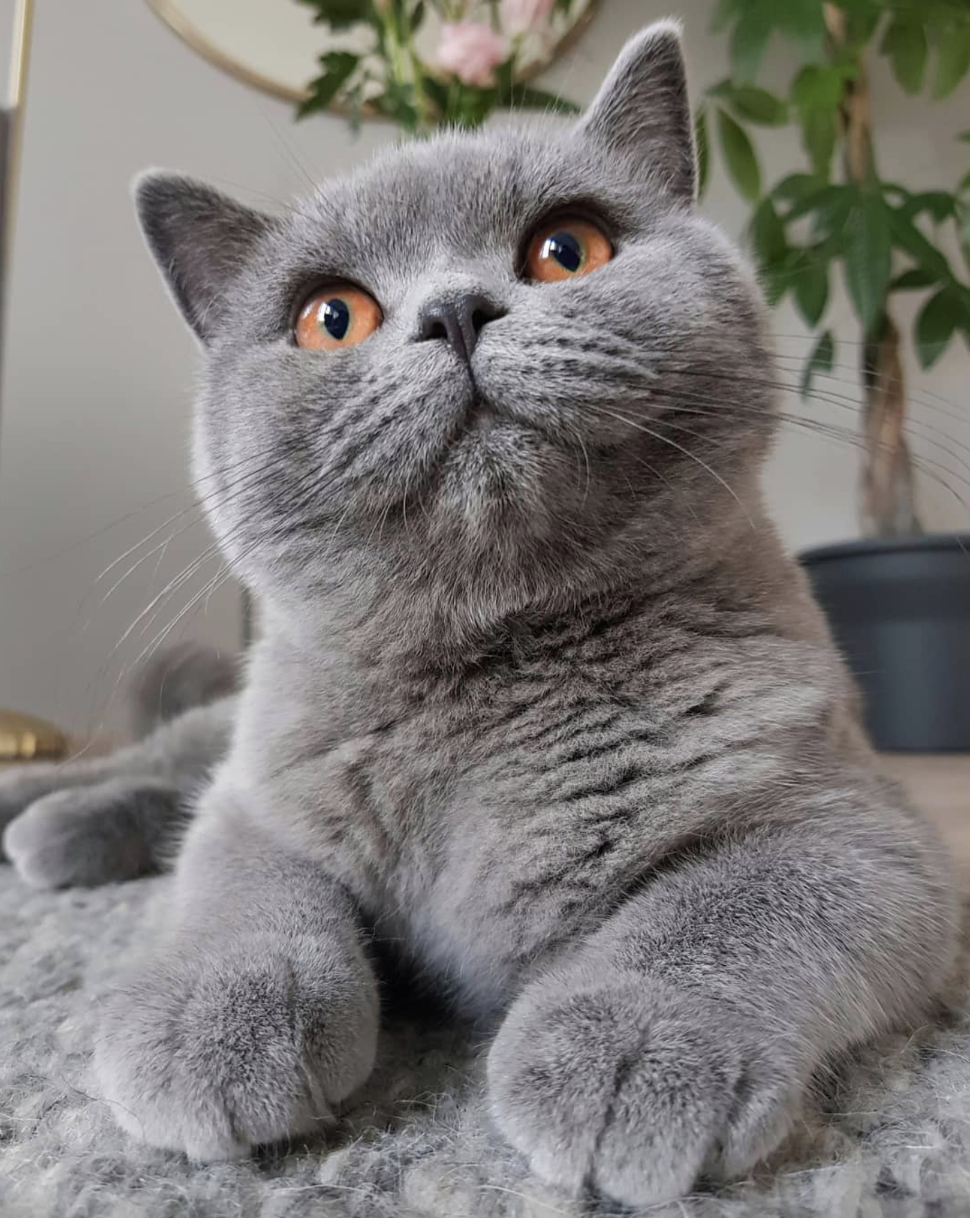 吸猫大会英国短毛猫ollie