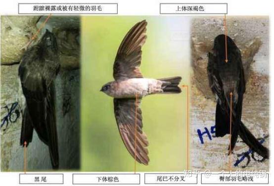 原产燕窝批发商附图带你看懂金丝燕种类屋燕洞燕和草燕的差别专业知识