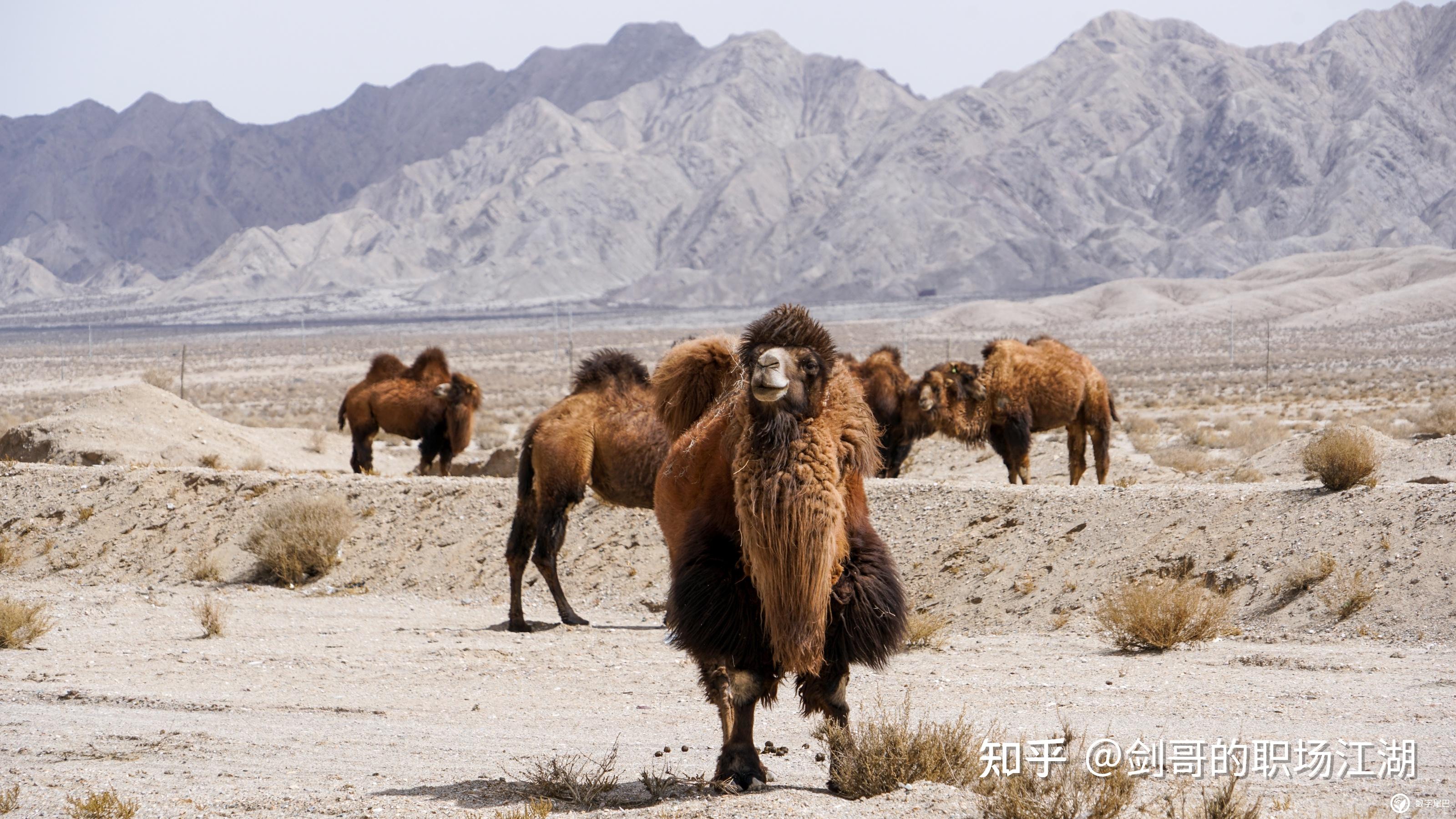 我听说,野骆驼成群地跑过的时候,没有任何野兽可以威胁他们.
