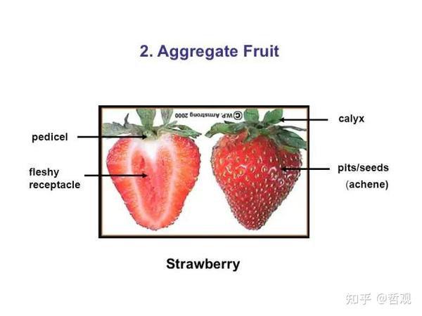 【植物学笔记】种子与果实 - 知乎