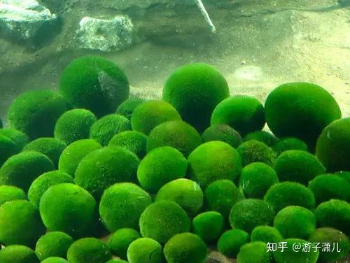 生物学家称它来自冰河世纪,属于刚毛藻科,是地球上早期的单细胞植物