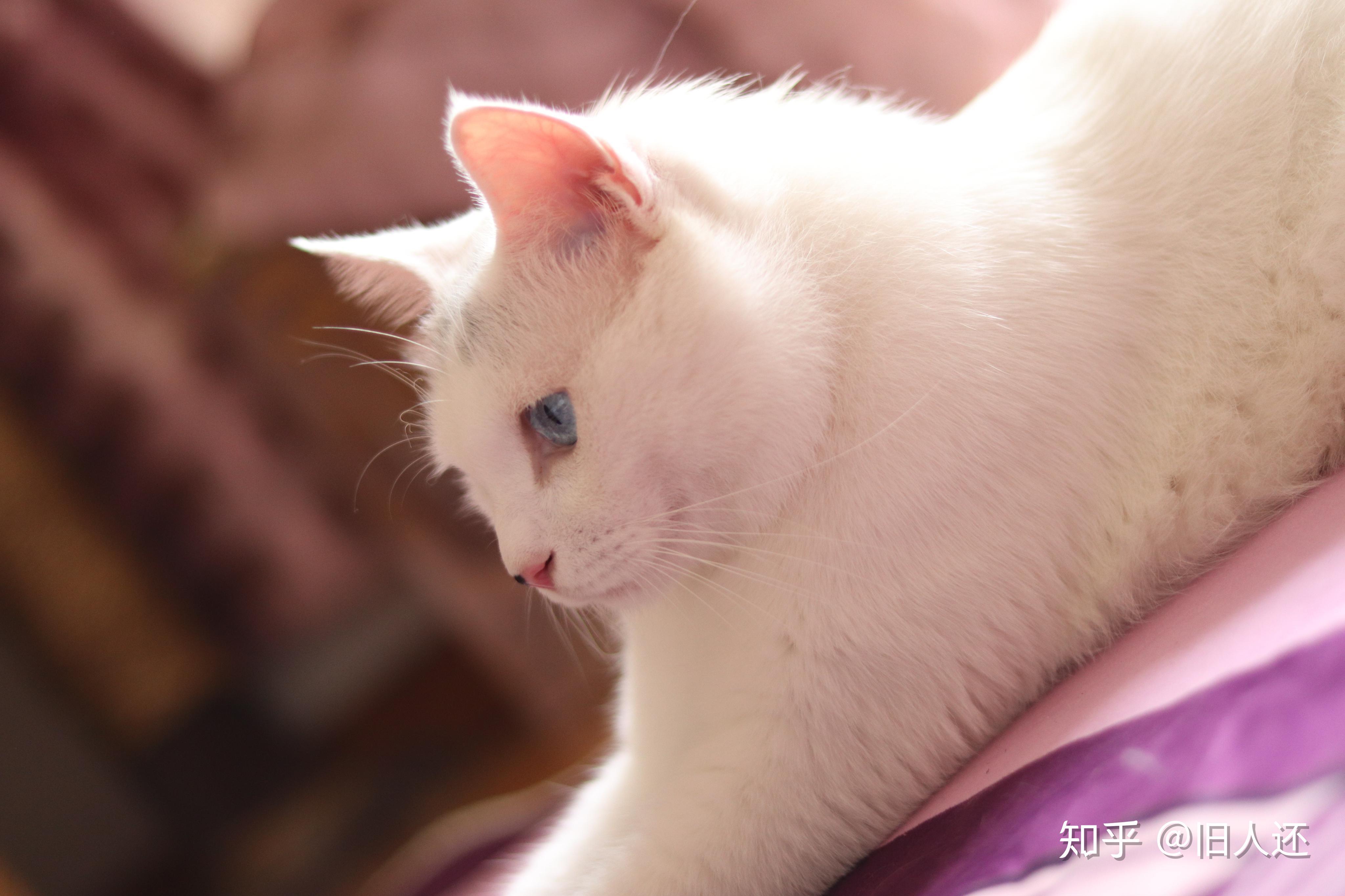 一个半月的中华田园长毛白猫每个月两百到三百的预算没经验不会养各种