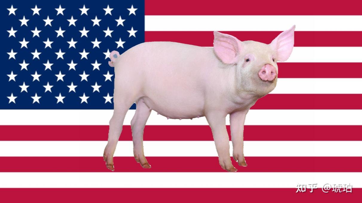 猪老大美国被反超!中国建世界最大养猪场,年产量210万头