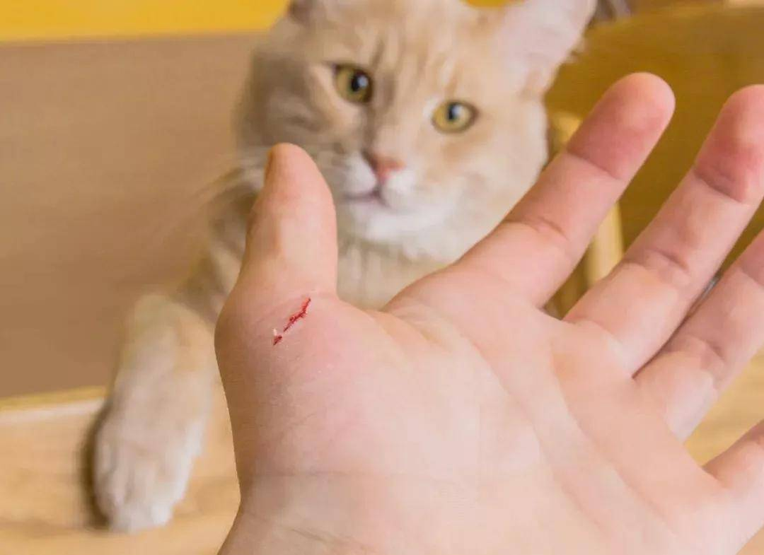 新手给猫剪指甲的方法步骤 - 知乎