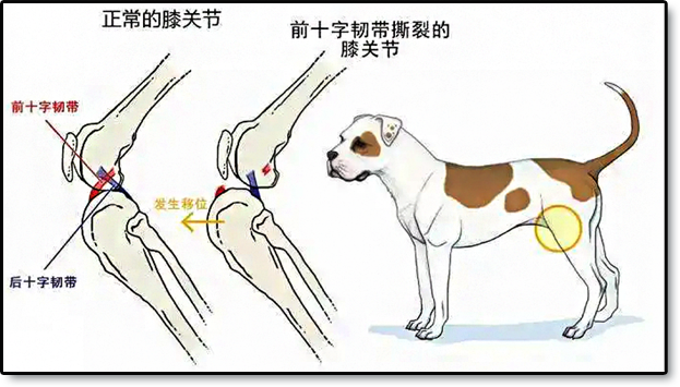 犬跗关节在哪图片图片