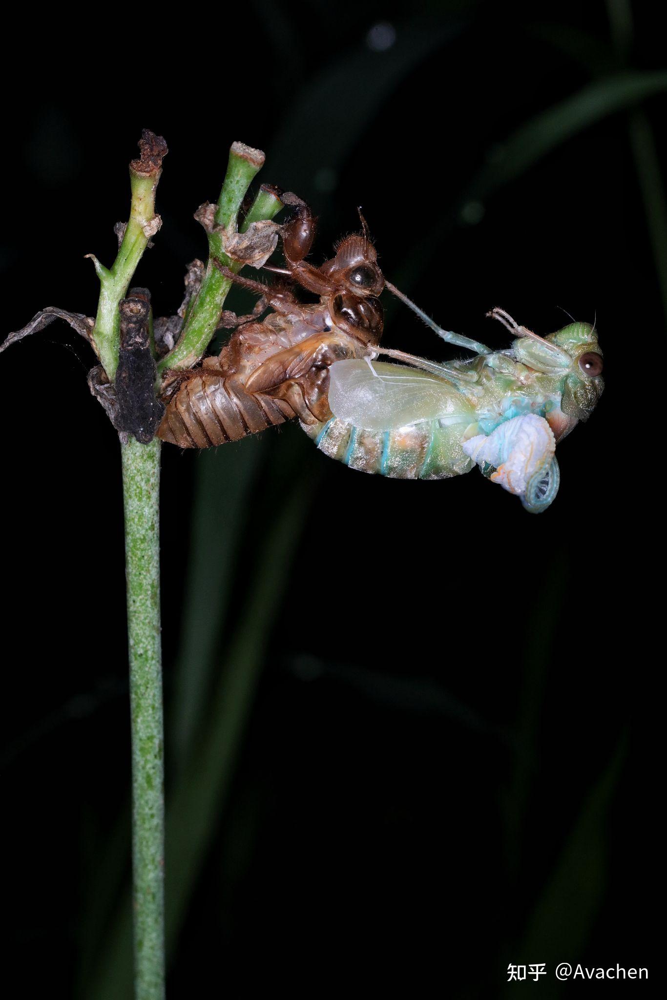 20216昆虫微距摄影练习