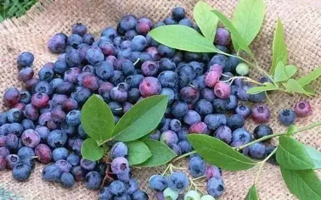 Blueberries