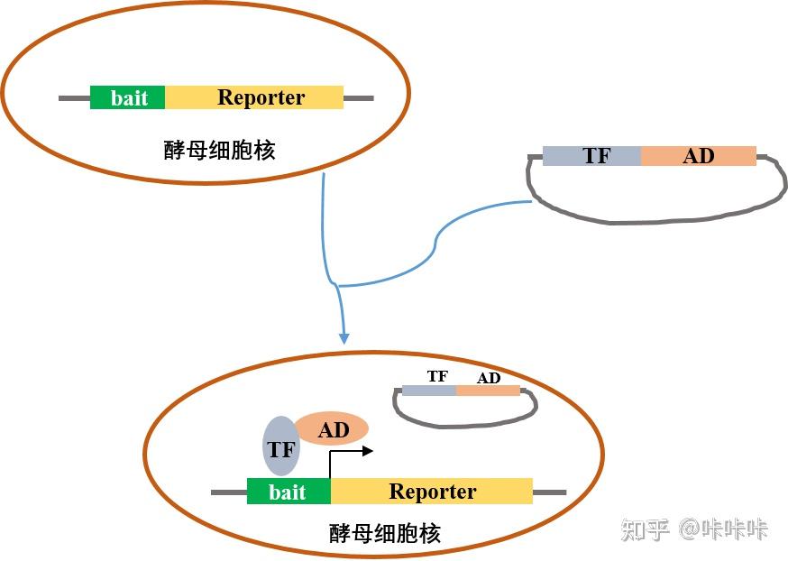 酵母双杂交系统图片