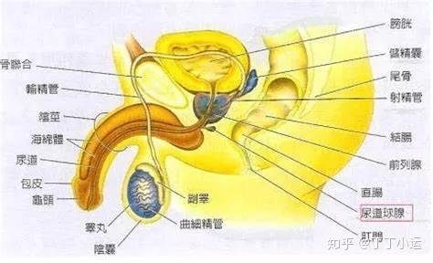 科普:每次一兴奋,尿道口流出的透明液体是什么东东?