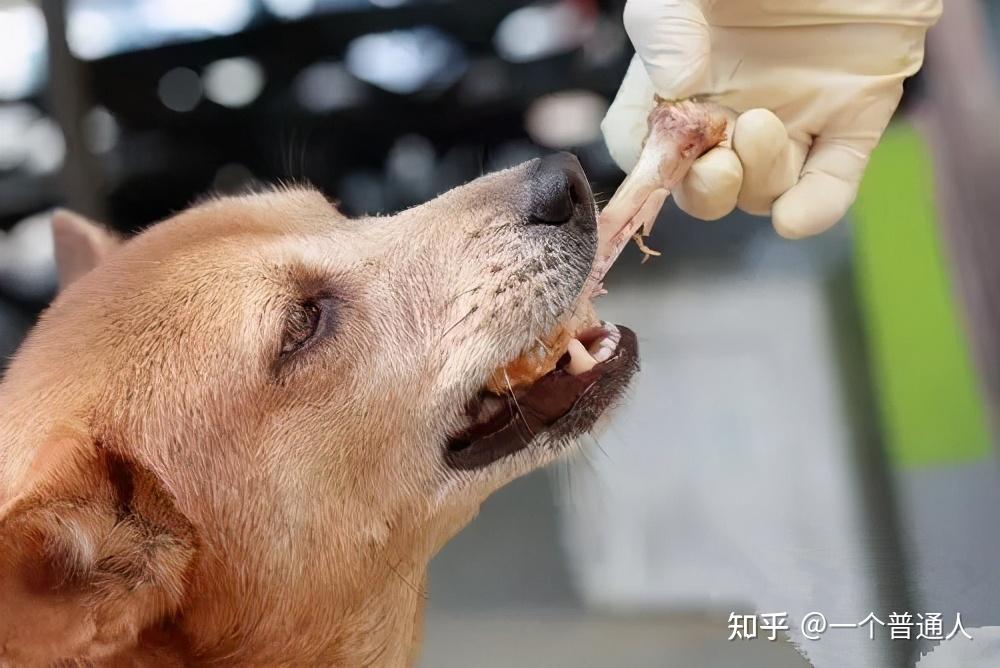 这5种中国式养狗正在伤害狗狗很多人还不以为然