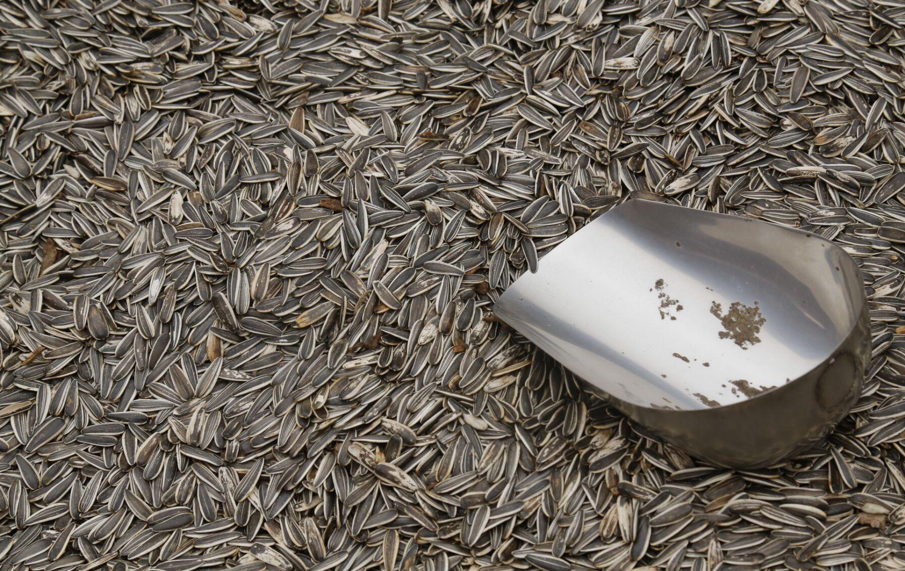 瓜子炒货生意赚钱吗,大集炒货价低到不敢想,数百斤瓜子瞬间被抢光,10