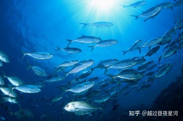 山东寻渔记|深海鱼与浅海鱼的区别 - 知乎