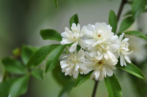 想打造古典园林 这9种植物缺不了 知乎