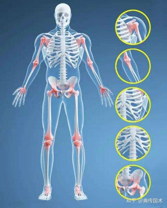 因为人体关节位于筋骨的关节囊内