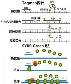 rt pcr qpcr real time pcr 迷之概念 傻傻的分不清楚 知乎