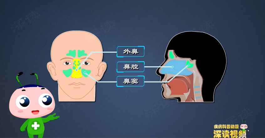 鼻涕不止?反复头痛?鼻窦炎是咋回事?鼻窦炎发病机制动漫版 - 知乎