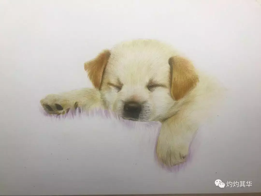彩铅教程拉布拉多犬手绘