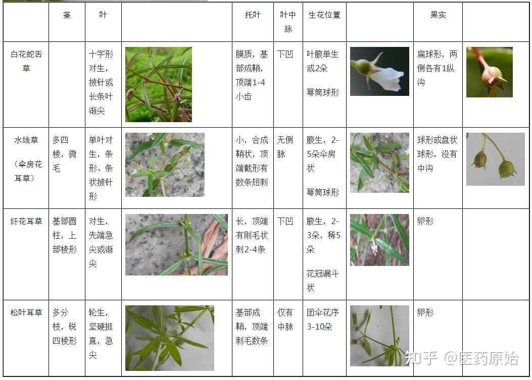 带你识别白花蛇舌草 - 知乎