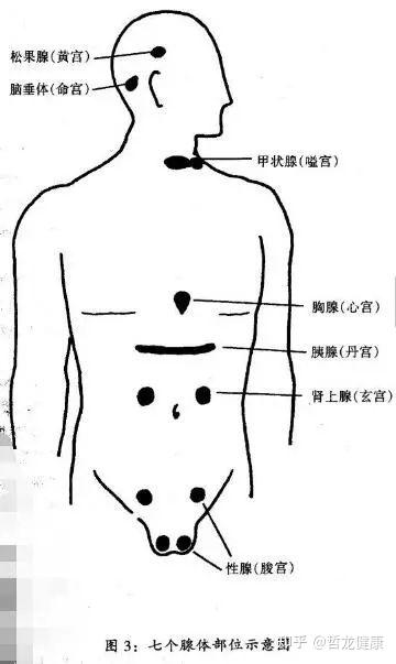 道家古传雄鹿功 男士必修的回春壮元秘法 功效强大 超乎你的想像 知乎