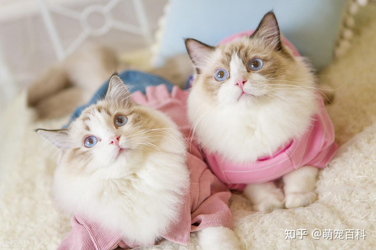 “土猫有什么好晒的”:田园猫真的不值得养吗? - 知乎