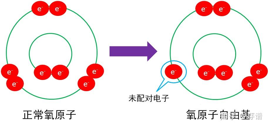 活性氧,细胞衰老的主谋 