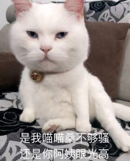这是一波各种猫咪不屑表情包的集锦,总有一个是你想要的!