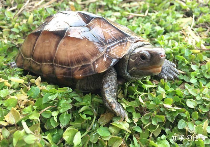 龟类品种大全 - 知乎