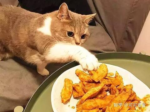 猫咪可以吃的11种 人类食物 你喂过几种 知乎