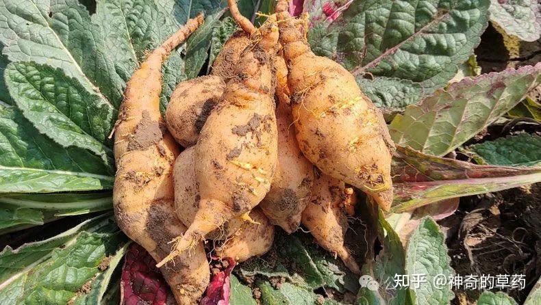 67中药材:鲜地黄