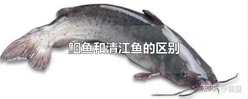 凤尾鱼和清江鱼鲶鱼分布在长江水系,北至黄河,南至岷江,湖北特产清江
