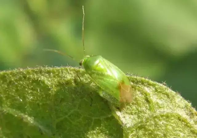 薊馬西花薊馬(上),煙薊馬(下) 圖片來源:wikipedia危害方式:銼傷危害