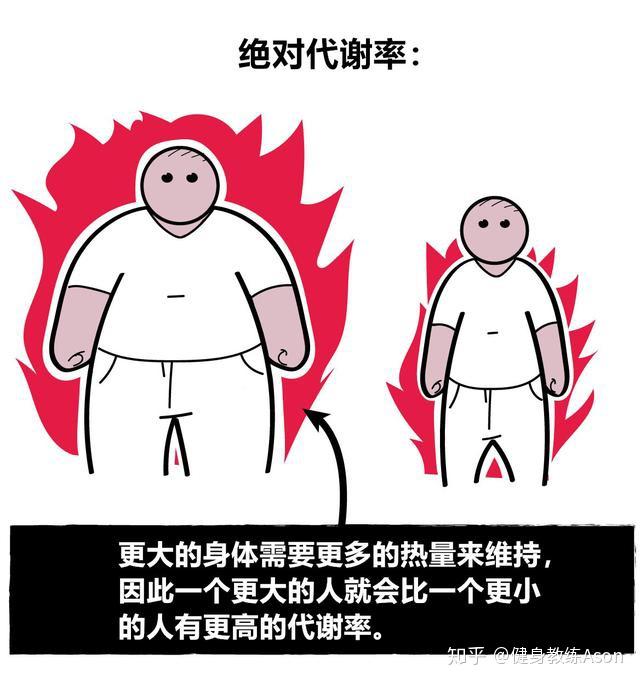 基础代谢？不好意思，你瘦不下来不是因为代谢慢，这些才是重点 - 知乎