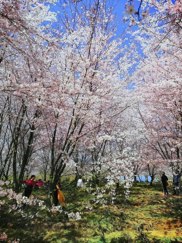 勝過臺灣不輸日本全球最大櫻花基地引各路媒體為其打call