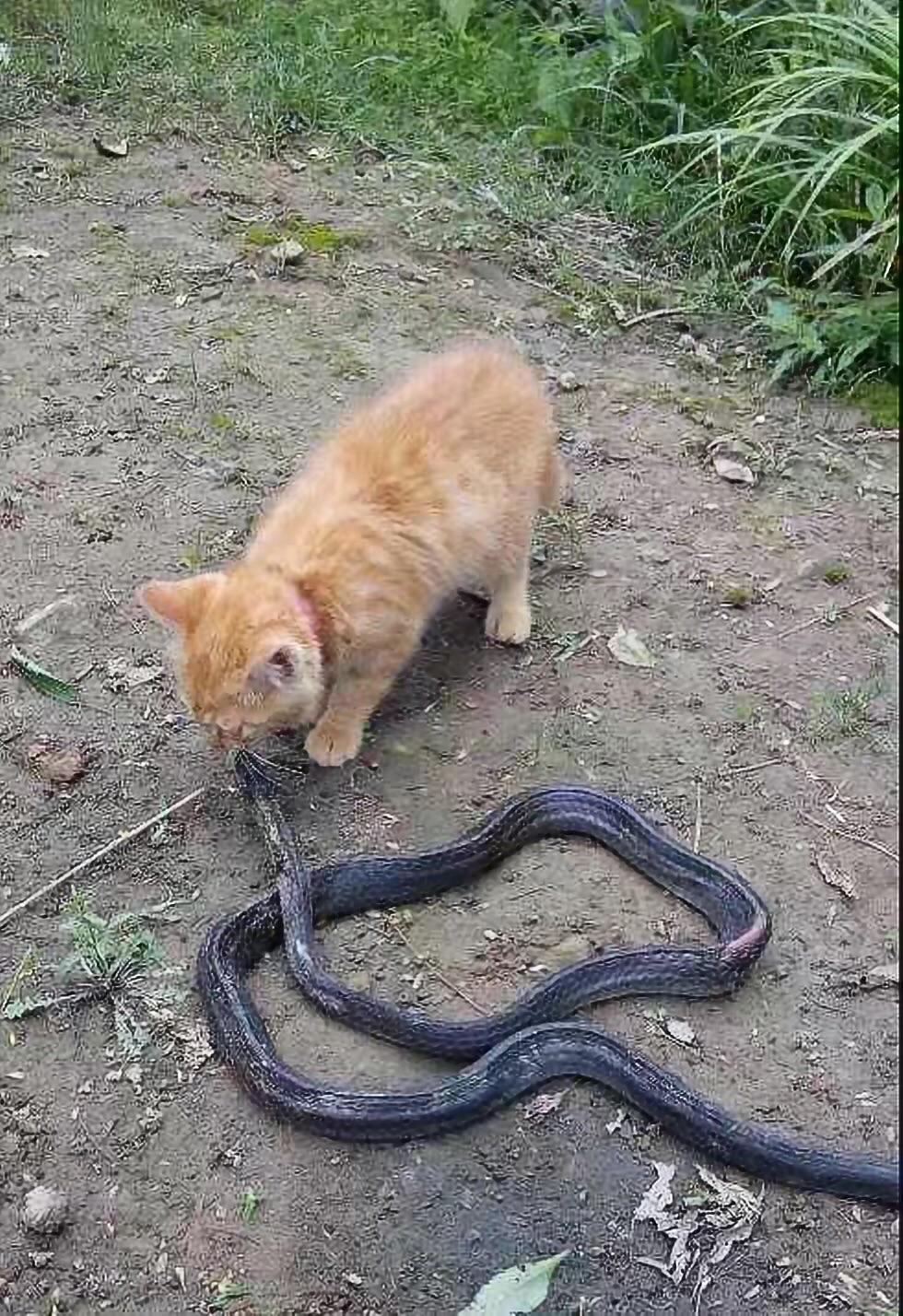 猫为什么一点也不怕蛇?