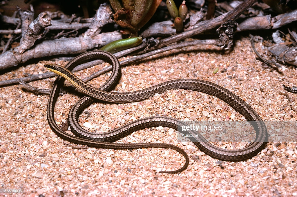 蜥蜴?蛇蜥蜴? - 知乎