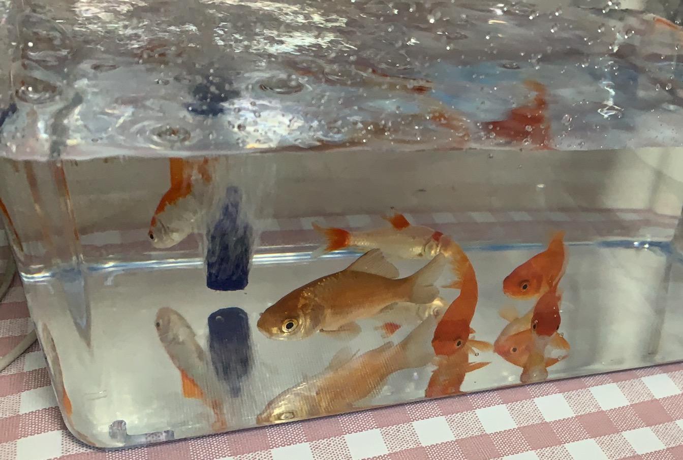 金魚愛好家