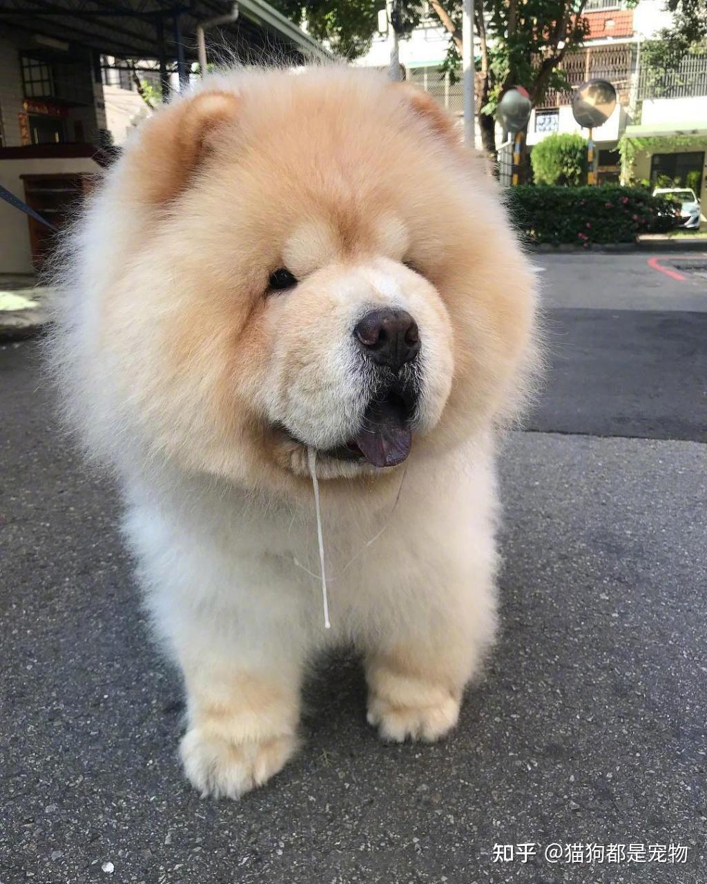 为啥越来越多人养松狮犬?养了才知道“真香”,再也不想换狗