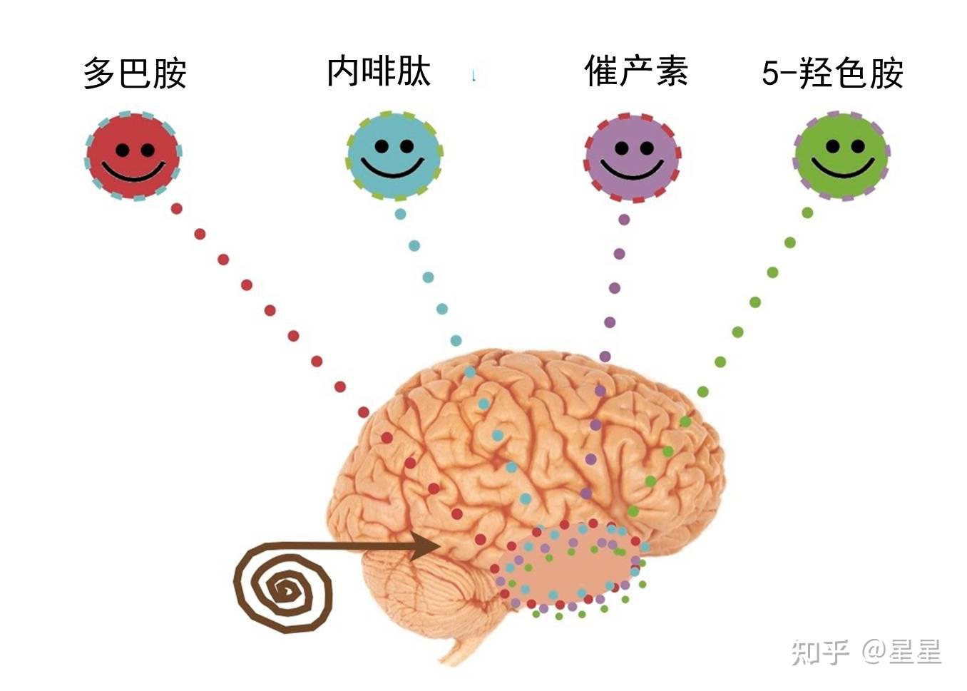 最新吃瓜网友科普：多巴胺和内啡肽究竟有什么区别？