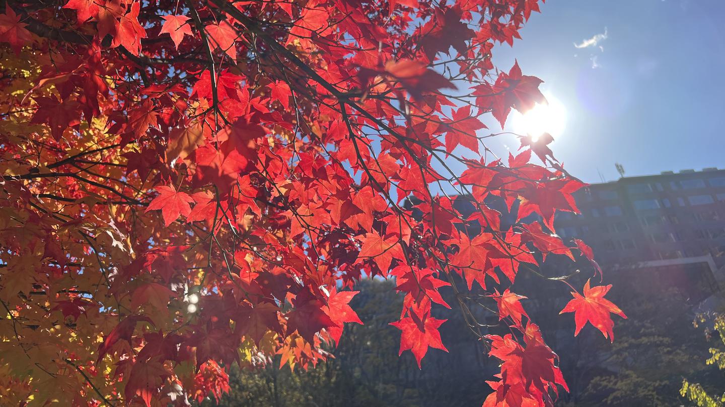 21若者言葉最新ランキング はにゃ やりらふぃー ひよってるやついる 知乎