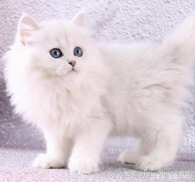 挑选金吉拉猫的关键在于看鼻子,鼻线和唇线是黑色的,鼻子是砖红色,从