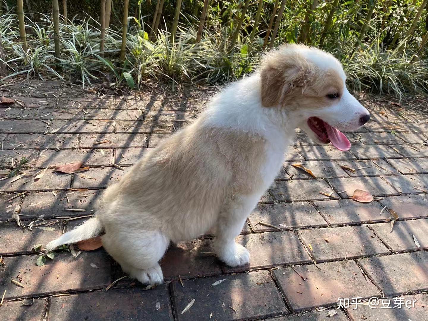 家養金色邊牧幼犬有喜歡的嗎