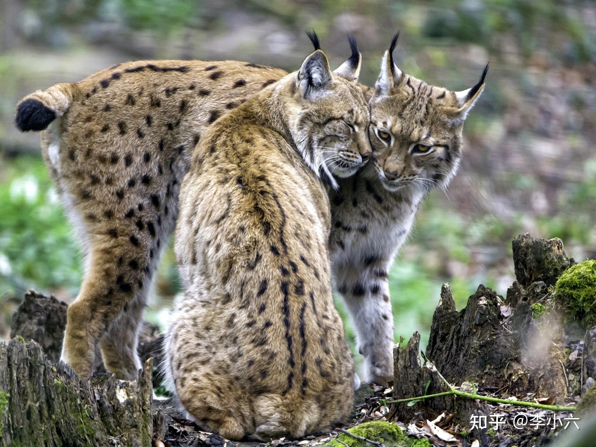 你知道在動物界你家貓主子都有哪些親戚嗎