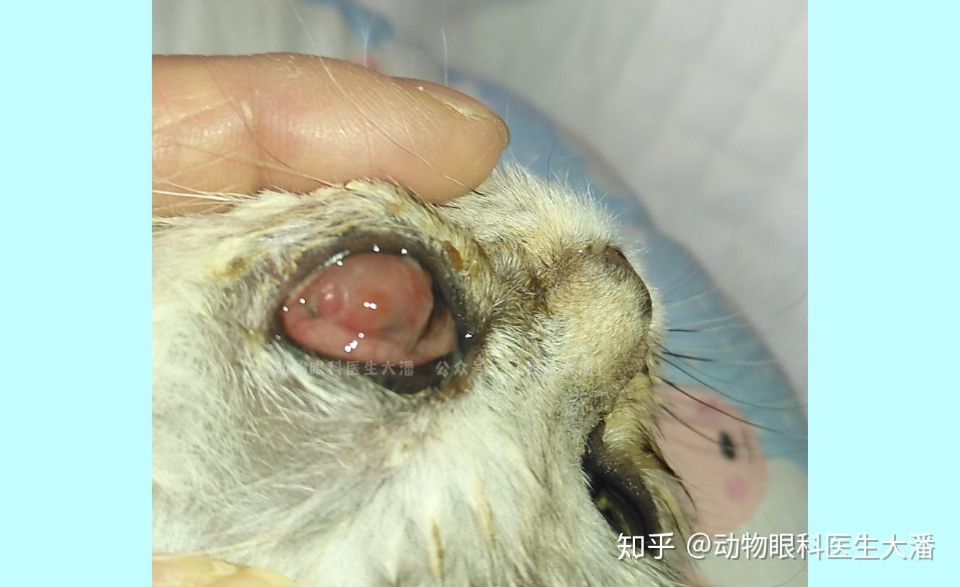 猫角膜穿孔在主人的精心护理与照料下痊愈了