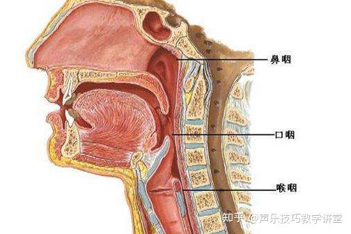 唱歌上颚发声图解图片