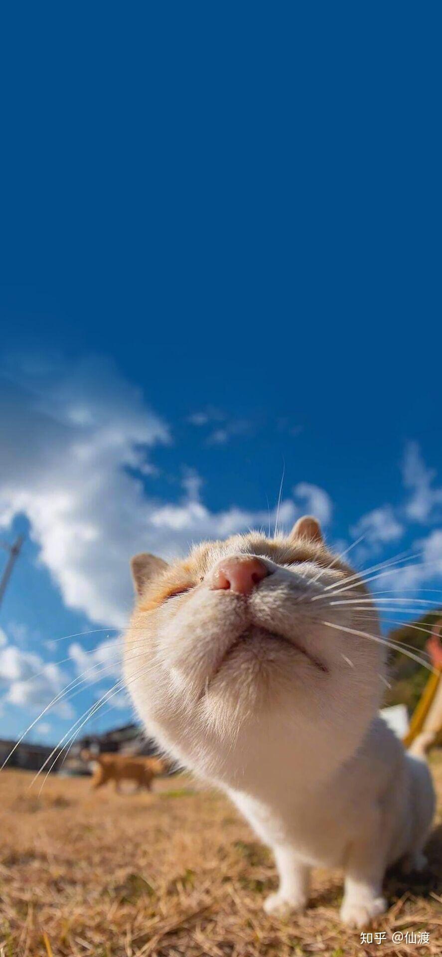 可以分享一下你的手机屏保吗? - 知乎