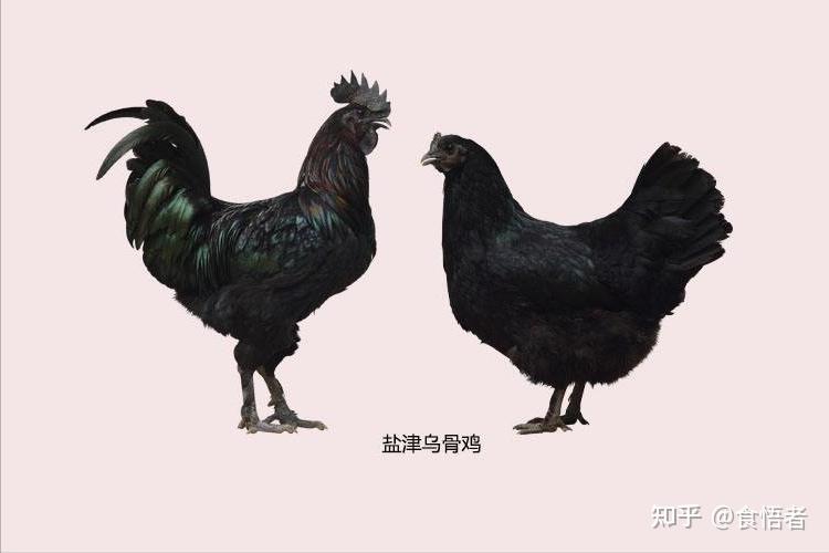 云南美食文化——云南特产六大名鸡 - 知乎