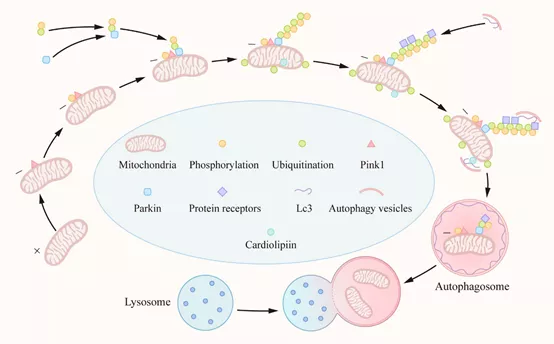 "线粒体自噬"是双刃剑