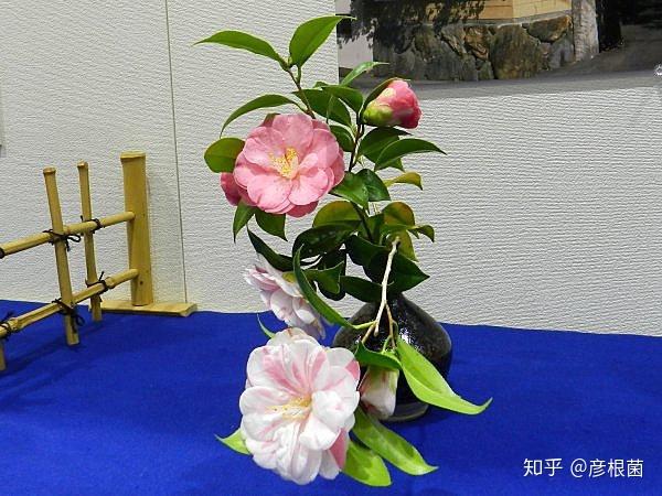 日本茶花100选012五色八重散椿