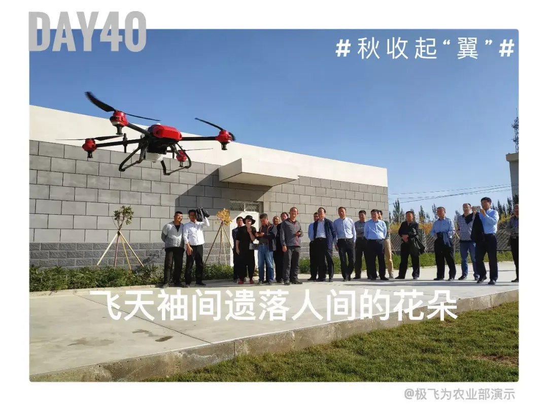 很多都是种了三次,有了飞机,在高温那几日,快速的喷洒落叶剂和乙烯利